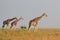 Rotschild`s giraffes, Murchison Falls National Park, Uganda