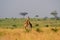 Rotschild`s giraffes, Murchison Falls National Park, Uganda