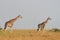 Rotschild`s giraffes, Murchison Falls National Park, Uganda