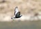 Rotsduif, Rock Dove, Columba livia