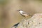 Rotsklever, Western Rock Nuthatch, Sitta neumayer