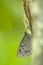Rotsvlinder, Large Wall Brown, Lasiommata maera