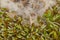 Rotten alfalfa sprouts with white mold growing on it, directly above macro image.