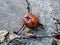 Rotten apple on the asphalt next to the manhole cover installed on top of the shaft with dry branch and leaves