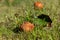 A rotten apple fallen from a tree on a meadow