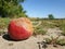 Rotten apple lies on the ground, selective focus
