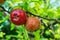 Rotten apple next to healthy apple hanging in tree orchard