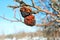 Rotten apple on tree, close up detail, soft blurry gray twigs and blue sky