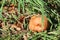 Rotten apples on the ground in autumn