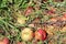 Rotten apples on the ground in autumn