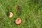 Rotten apples that has fallen from an apple tree in high green grass