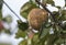 Rotten autumn apple hanging on a tree