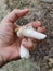 Rotten bridal veil stinkhorn fungi on the ground.