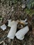 Rotten bridal veil stinkhorn fungi on the ground.