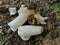 Rotten bridal veil stinkhorn fungi on the ground.