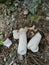 Rotten bridal veil stinkhorn fungi on the ground.