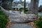 Rotten Broken Logs Blocking the Sidewalk