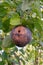 Rotten brown apple with wormhole on a tree in autumn