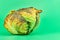 Rotten cabbage, green background