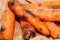 Rotten carrots. Spoiled moldy vegetable waste. Wasted food in close-up