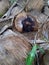 Rotten coconut with natural background