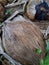 Rotten coconut with natural background