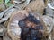 Rotten coconut with natural background