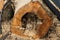 Rotten core of the wood that was felled