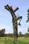 Rotten, dead tree on a meadow in sand dunes of Sandweier, Baden-Baden