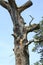 Rotten, dead tree on a meadow in sand dunes of Sandweier, Baden-Baden