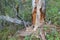 Rotten dead wood tree in forest