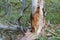 Rotten dead wood tree in forest