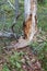 Rotten dead wood tree in forest