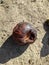 rotten and dirty tomato on the street closeup photo