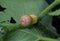 Rotten disease on young butternut squash fruit, farm problems