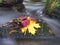 Rotten dotted fallen leaves and dry grass stalks  in cold water