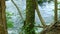 The rotten driftwood close-up lies above a stormy stream of water of a mountain river on Plitvice Lakes, in Croatia. Ivy