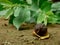 Rotten dry black guava kept upon yellow leaf behind blur green natural background