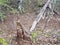 Rotten or fallen tree with brown leaves in forest or woods