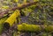 Rotten fallen trees covered with dense moss