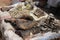 Rotten fish with flies on the counter in one of the poorest regions of Africa - Kibera, Nairobi,