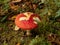 Rotten fly agaric mushroom in the woods