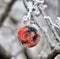 Rotten frozen apple forgotten on a tree, winter concept