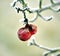 Rotten frozen apple forgotten on a tree, winter concept