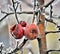 Rotten frozen apple forgotten on a tree, winter concept