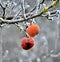 Rotten frozen apple forgotten on a tree, winter concept