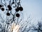 Rotten frozen apple silhouette on a cold foggy winter morning