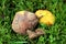 Rotten and fully ripe yellow pears next to shriveled dark brown leaf fallen from nearby tree in middle of high grass