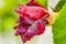 Rotten hibiscus flower