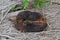 Rotten jackfruit on straw